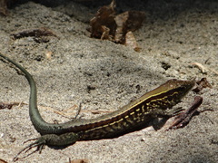 Holcosus quadrilineatus