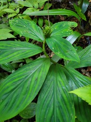 Chamaecostus congestiflorus
