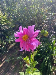Dahlia imperialis