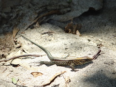 Holcosus quadrilineatus