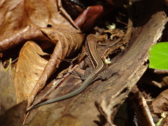 Holcosus quadrilineatus