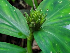 Chamaecostus congestiflorus