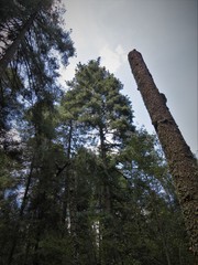 Pinus ayacahuite