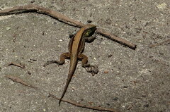 Holcosus quadrilineatus