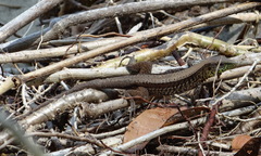 Holcosus quadrilineatus