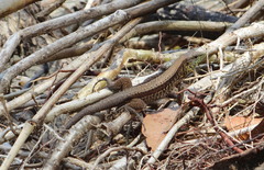 Holcosus quadrilineatus