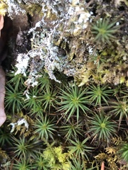 Polytrichum juniperinum