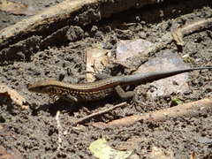 Holcosus quadrilineatus