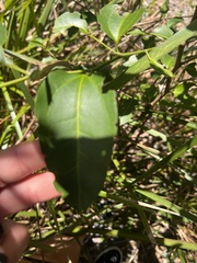 Celtis paniculata
