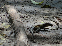 Holcosus quadrilineatus
