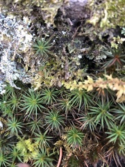 Polytrichum juniperinum