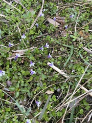 Lindernia grandiflora