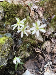 Hepatica