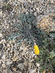 Eschscholzia minutiflora