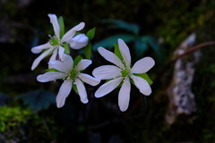 Hepatica