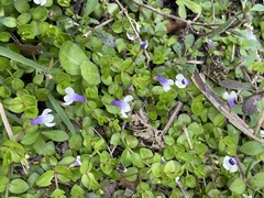 Lindernia grandiflora