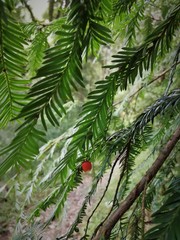 Taxus globosa