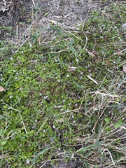 Lindernia grandiflora