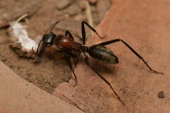Myrmophyma