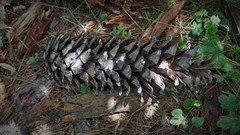 Pinus ayacahuite