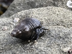 Pagurus hirsutiusculus