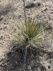 Yucca angustissima