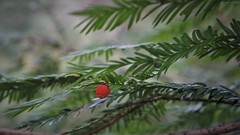 Taxus globosa
