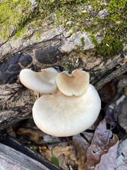 Pleurotus ostreatus