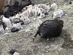 Pagurus hirsutiusculus