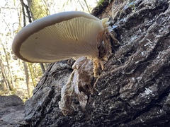 Pleurotus ostreatus