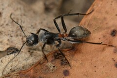 Myrmophyma