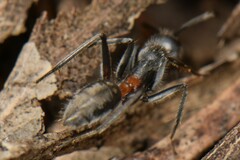 Myrmophyma