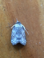 Nycteola polycyma