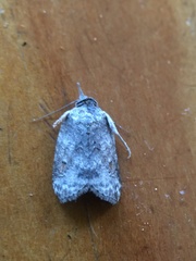 Nycteola polycyma