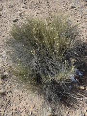 Menodora scabra