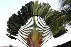 Ravenala madagascariensis