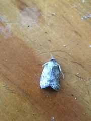 Nycteola polycyma