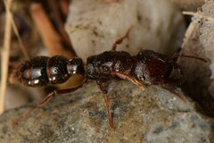 Amblyopone australis