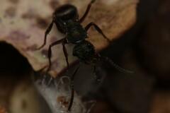 Polyrhachis hookeri