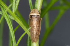 Sordana sordida