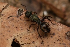Polyrhachis hookeri