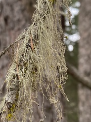 Ramalina thrausta