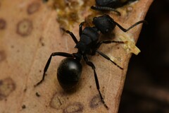 Polyrhachis phryne