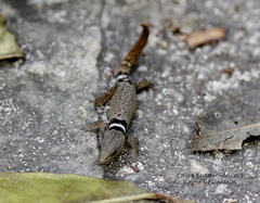 Sphaerodactylus glaucus