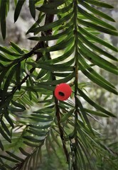 Taxus globosa