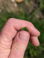 Dipterostemon capitatus capitatus