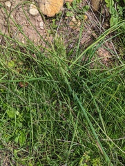 Dipterostemon capitatus capitatus