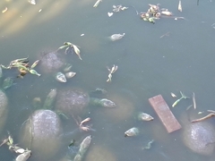 Apalone spinifera emoryi