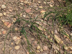 Dipterostemon capitatus capitatus