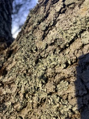 Myelochroa aurulenta